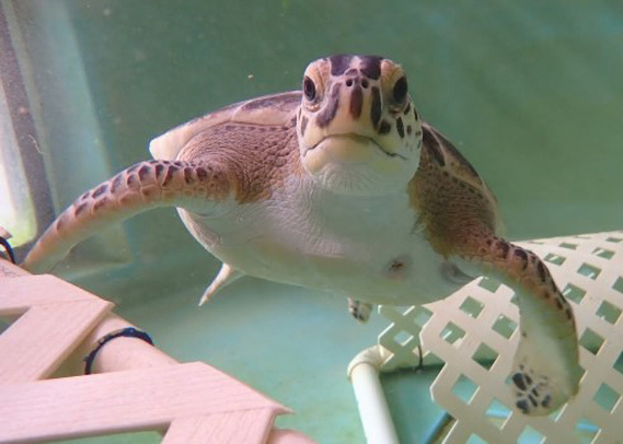sea turtle